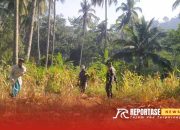Upaya Babinsa Jenggrong Dampingi Petani dalam Panen Jagung, dilahan Tadah Hujan 