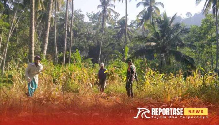 Upaya Babinsa Jenggrong Dampingi Petani dalam Panen Jagung, dilahan Tadah Hujan 