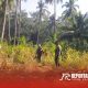 Pendampingan kepada warga tani dalam panen jagung, di lahan tadah hujan