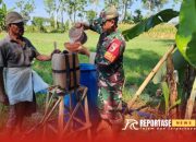 Babinsa Wotgalih Dukung Optimalisasi Pertumbuhan Tanaman Jagung melalui Penyemprotan Sistem Pupuk Kocor