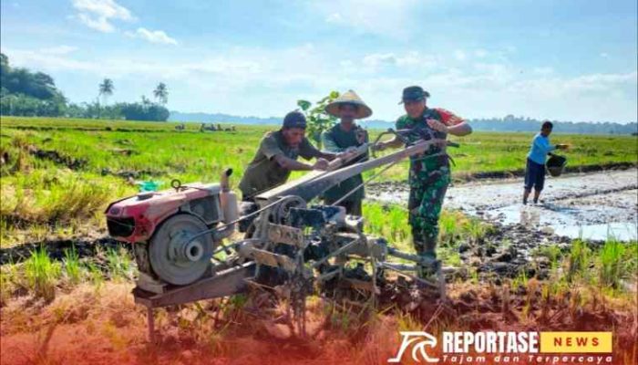 Babinsa Supiturang Dampingi Pengolahan Lahan Pertanian, Dukung Percepatan Musim Tanam