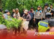 Polisi Lumajang Temukan Ladang Ganja di TNBTS 11 Polisi Lumajang Temukan Ladang Ganja di TNBTS