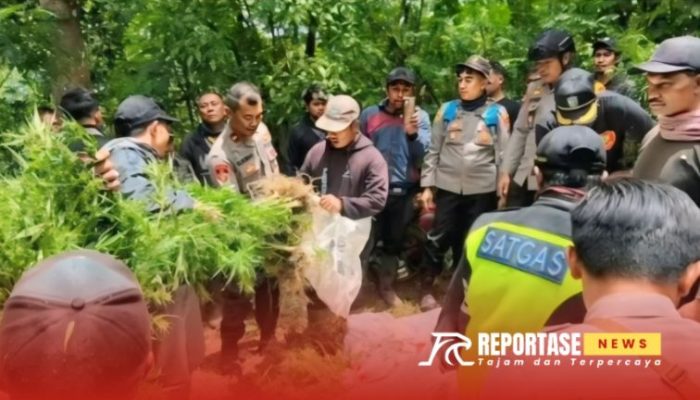 Polisi Lumajang Temukan Ladang Ganja di TNBTS