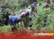 Polda Jatim dan Polres Lumajang Bongkar Ladang Ganja Raksasa di TNBTS, Ribuan Batang Diamankan 10 Polda Jatim dan Polres Lumajang Bongkar Ladang Ganja Raksasa di TNBTS, Ribuan Batang Diamankan