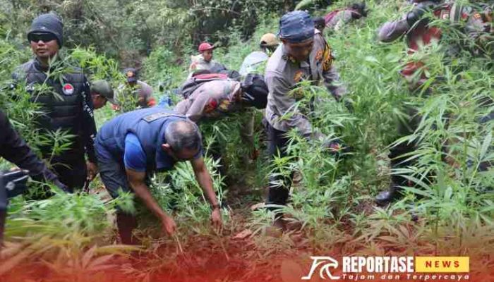 Polda Jatim dan Polres Lumajang Bongkar Ladang Ganja Raksasa di TNBTS, Ribuan Batang Diamankan