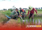Pendampingan Babinsa Boreng dalam Pompanisasi untuk Optimalkan Pengairan Lahan Padi di Desa Boreng