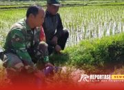 Pendampingan Program Pompanisasi Bantu Tingkatkan Produksi Padi Petani di Desa Condro