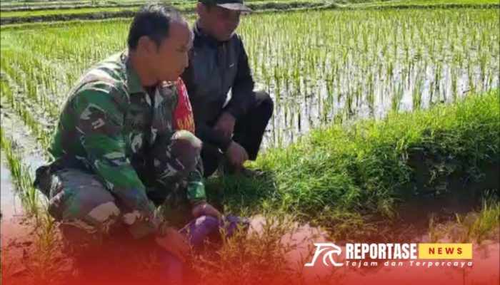 Pendampingan Program Pompanisasi Bantu Tingkatkan Produksi Padi Petani di Desa Condro
