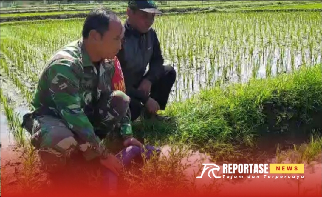 Pengairan program Pompanisasi di lahan padi