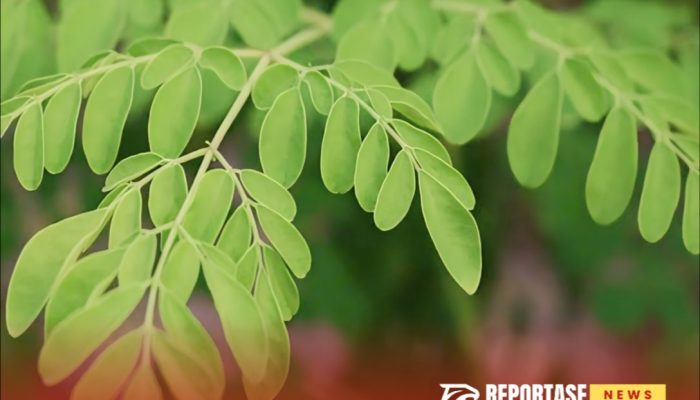 Menguak Segudang Manfaat Daun Kelor bagi Kesehatan, 2 dan 4 Bikin Melongok?