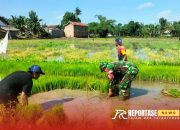 Babinsa Supirurang Laksanakan Pendampingan Membantu Penyiapan Penanaman Padi 