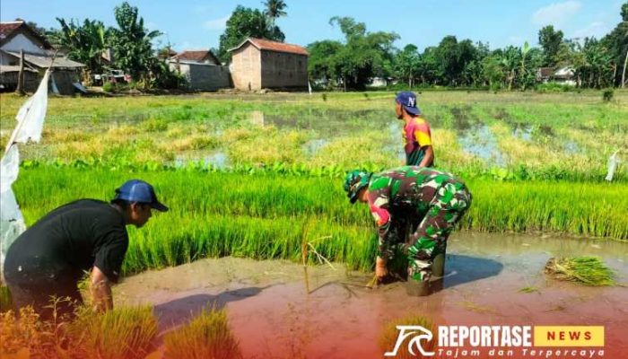 Babinsa Supirurang Laksanakan Pendampingan Membantu Penyiapan Penanaman Padi 