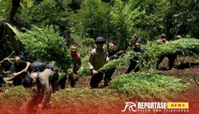 Polres Lumajang Temukan Lagi 1.500 Batang Tanaman Ganja di Lereng Semeru