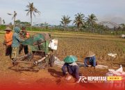 Babinsa Pandanarum Lakukan Pendampingan Panen Padi: Dukung Ketahanan Pangan di Wilayah Binaan