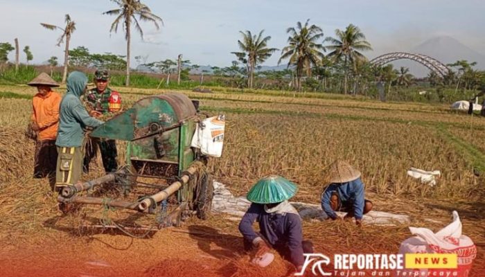 Babinsa Pandanarum Lakukan Pendampingan Panen Padi: Dukung Ketahanan Pangan di Wilayah Binaan