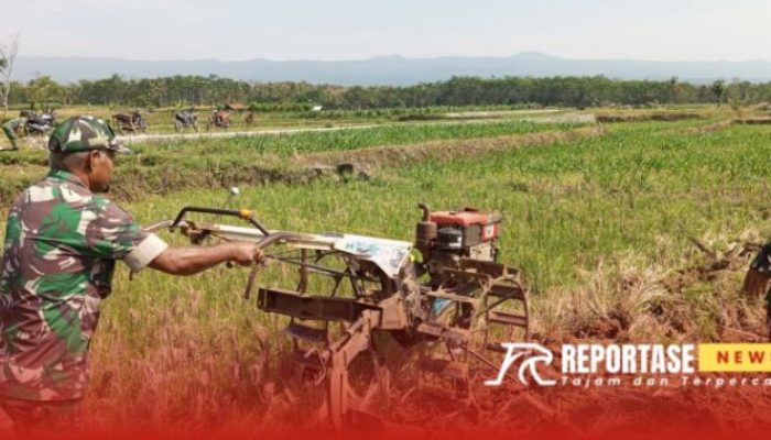 Pendampingan Pengolahan Lahan oleh Babinsa untuk Optimalkan Produktivitas Petani