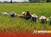 Optimalisasi Hasil Panen: Babinsa Tempeh Tengah Dampingi Petani Rawat Padi 8 Optimalisasi Hasil Panen: Babinsa Tempeh Tengah Dampingi Petani Rawat Padi