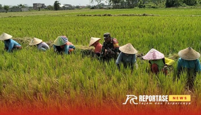 Optimalisasi Hasil Panen: Babinsa Tempeh Tengah Dampingi Petani Rawat Padi