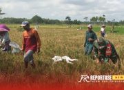 Babinsa Mojosari Dampingi Panen Padi, Dorong Produktivitas Petani di Poktan Dewi Sri Sumbersuko