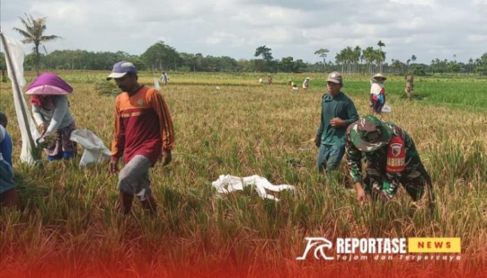 Babinsa Mojosari Dampingi Panen Padi, Dorong Produktivitas Petani di Poktan Dewi Sri Sumbersuko