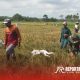 Pendampingan panen padi di lahan seluas 1,3 hektare