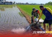Babinsa Citrodiwangsan Dampingi Pompanisasi di Lahan Padi Poktan Bayeman 