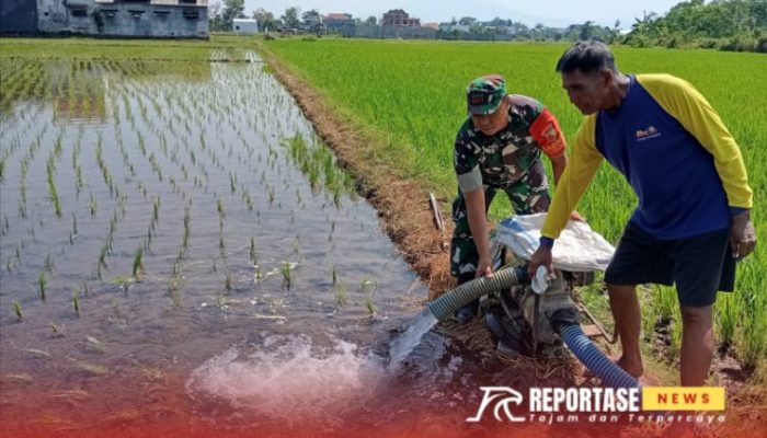 Babinsa Citrodiwangsan Dampingi Pompanisasi di Lahan Padi Poktan Bayeman 