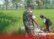 Upaya Babinsa Duren Dukung Ketahanan Pangan Lewat Pendampingan Pengairan Sawah Petani 13 Upaya Babinsa Duren Dukung Ketahanan Pangan Lewat Pendampingan Pengairan Sawah Petani