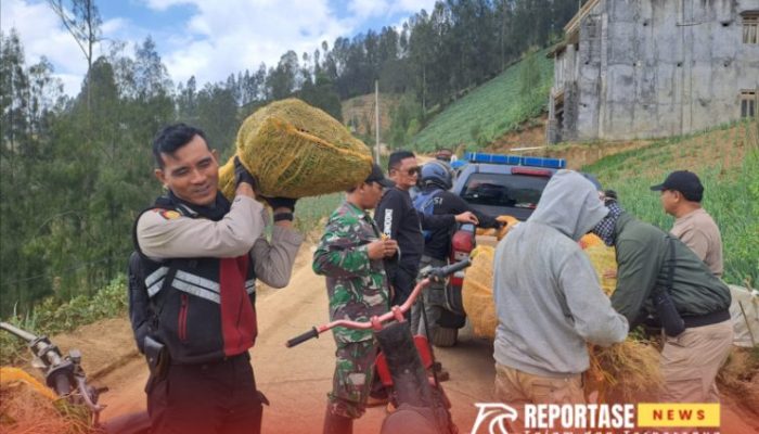 Polisi Lumajang Berhasil Amankan Ribuan Batang Ganja di TNBTS