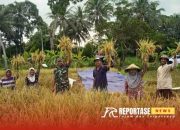 Dampingi Panen Padi, Babinsa Jatiroto, Dorong Peningkatan Produksi Pertanian Poktan Bangun Tani 9 Dampingi Panen Padi, Babinsa Jatiroto, Dorong Peningkatan Produksi Pertanian Poktan Bangun Tani