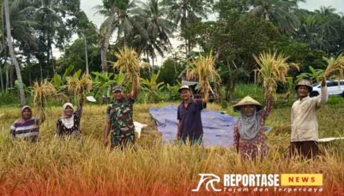 Dampingi Panen Padi, Babinsa Jatiroto, Dorong Peningkatan Produksi Pertanian Poktan Bangun Tani
