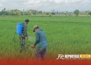 Upaya Pendampingan Babinsa Labruk Kidul dalam Penyemprotan dan Penyiangan Gulma Lahan Padi di Poktan Pule Makmur 9 Upaya Pendampingan Babinsa Labruk Kidul dalam Penyemprotan dan Penyiangan Gulma Lahan Padi di Poktan Pule Makmur