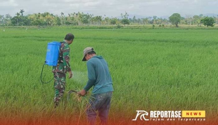 Upaya Pendampingan Babinsa Labruk Kidul dalam Penyemprotan dan Penyiangan Gulma Lahan Padi di Poktan Pule Makmur