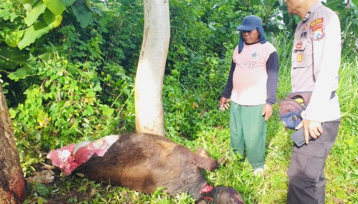 Peternak Gading Merugi, Sapi Dicuri hingga Ditemukan Disembelih