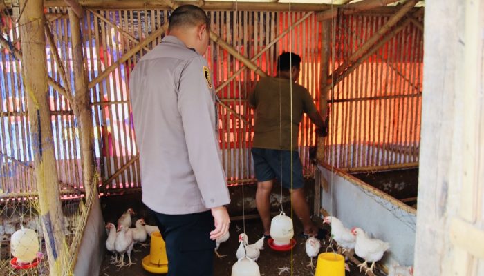 Dukung Ketahanan Pangan, Kapolres Sumenep AKBP Rivanda Tinjau Peternakan Ayam di Desa Pabian