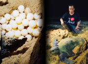 Penyu Bertelur di Pantai Badur, Pengelola dan Warga Harap Dukungan Konservasi Pemerintah 17 Penyu Bertelur di Pantai Badur, Pengelola dan Warga Harap Dukungan Konservasi Pemerintah