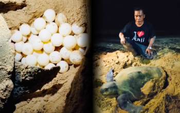 Penyu Bertelur di Pantai Badur, Pengelola dan Warga Harap Dukungan Konservasi Pemerintah