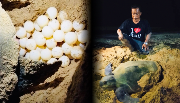 Penyu Bertelur di Pantai Badur, Pengelola dan Warga Harap Dukungan Konservasi Pemerintah