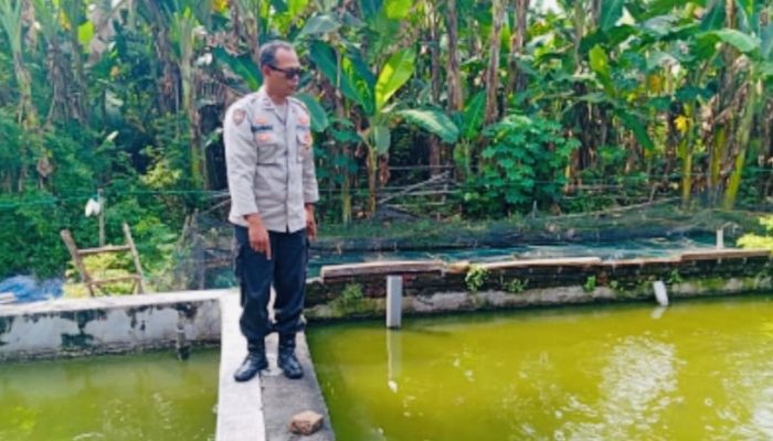 Polsek Pace Dukung Ketahanan Pangan Lewat Budidaya Lele dan Cabai di Pekarangan Warga
