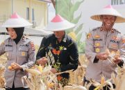 Sinergi Ketahanan Pangan: Polres Blitar Gelar Panen Jagung dan Distribusi Alsintan