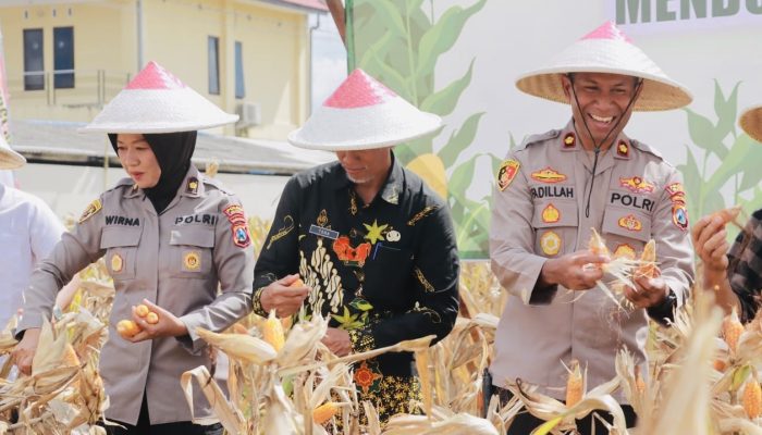 Sinergi Ketahanan Pangan: Polres Blitar Gelar Panen Jagung dan Distribusi Alsintan