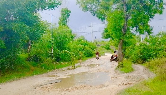 Jalan Rusak Tak Kunjung Diperbaiki, Warga Tanam Pohon Pisang dan Pepaya di Tengah Jalan