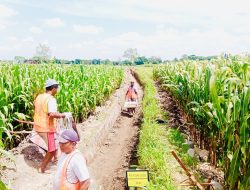 275 Meter Saluran Irigasi Dibangun, HIPPA Rukun Jaya Jatinom Beri Harapan Baru 6 275 Meter Saluran Irigasi Dibangun, HIPPA Rukun Jaya Jatinom Beri Harapan Baru