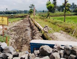 Petani Gadungan Sambut Gembira Program P3-TGAI, Panen Melimpah di Depan Mata! 9 Petani Gadungan Sambut Gembira Program P3-TGAI, Panen Melimpah di Depan Mata!