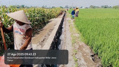 Kades Butun Apresiasi Progres P3-TGAI Kusuma Jaya, Proyek Capai 30%