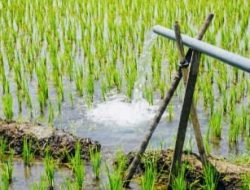 Membangun Kemandirian Petani: HIPPA Manunggal Esa Gandekan Manfaatkan Dana APBN untuk Perbaikan Saluran Irigasi