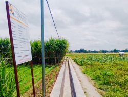 Optimisme Baru Petani Minggirsari Sambut Panen Raya dengan Revitalisasi Irigasi Jatinom 4 Optimisme Baru Petani Minggirsari Sambut Panen Raya dengan Revitalisasi Irigasi Jatinom