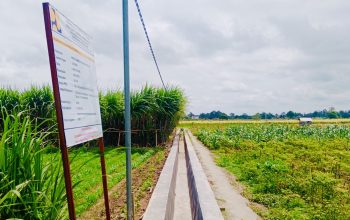 Optimisme Baru Petani Minggirsari Sambut Panen Raya dengan Revitalisasi Irigasi Jatinom 7 77035fa7 cdae 4160 86be 8d37f6f5e4bf
