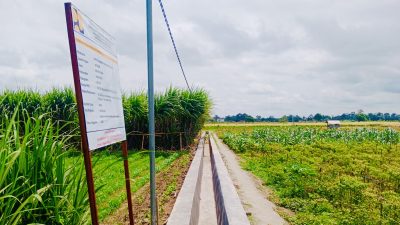 Optimisme Baru Petani Minggirsari Sambut Panen Raya dengan Revitalisasi Irigasi Jatinom