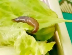 Ulat di Paket MBG, Pengawasan SPPG Yayasan Al Azhar Bluto Dipertanyakan